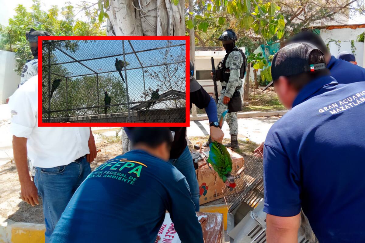 Rescatan a cuatro guacamayas verdes en Mazatlán; estaban deshidratadas y sin alimento