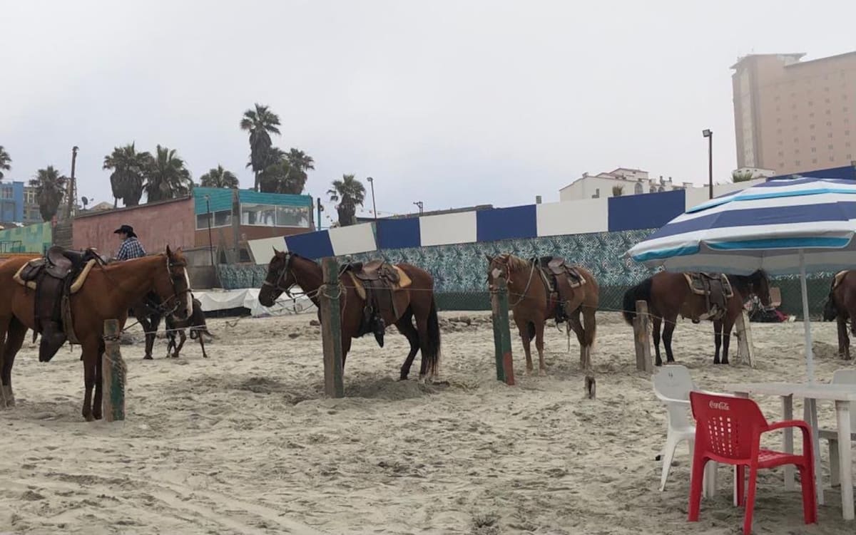 El Gobierno de Baja California revisa posibles lineamientos para regular los paseos a caballo en playas de Rosarito sin afectar a las familias que dependen de esta actividad.
Fotos: Carmen Gutiérrez.