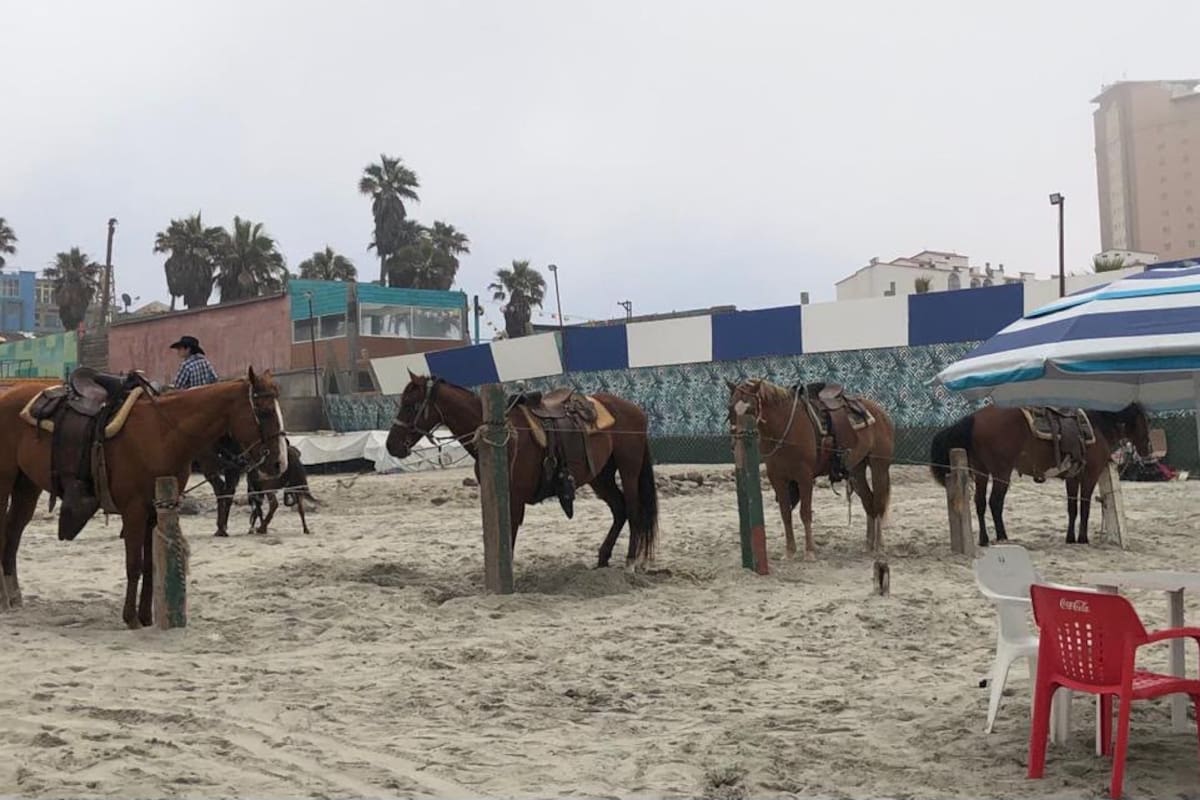 Buscan establecer protocolo de bienestar para caballos en Baja California