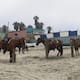 Buscan establecer protocolo de bienestar para caballos en Baja California