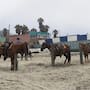 Buscan establecer protocolo de bienestar para caballos en Baja California