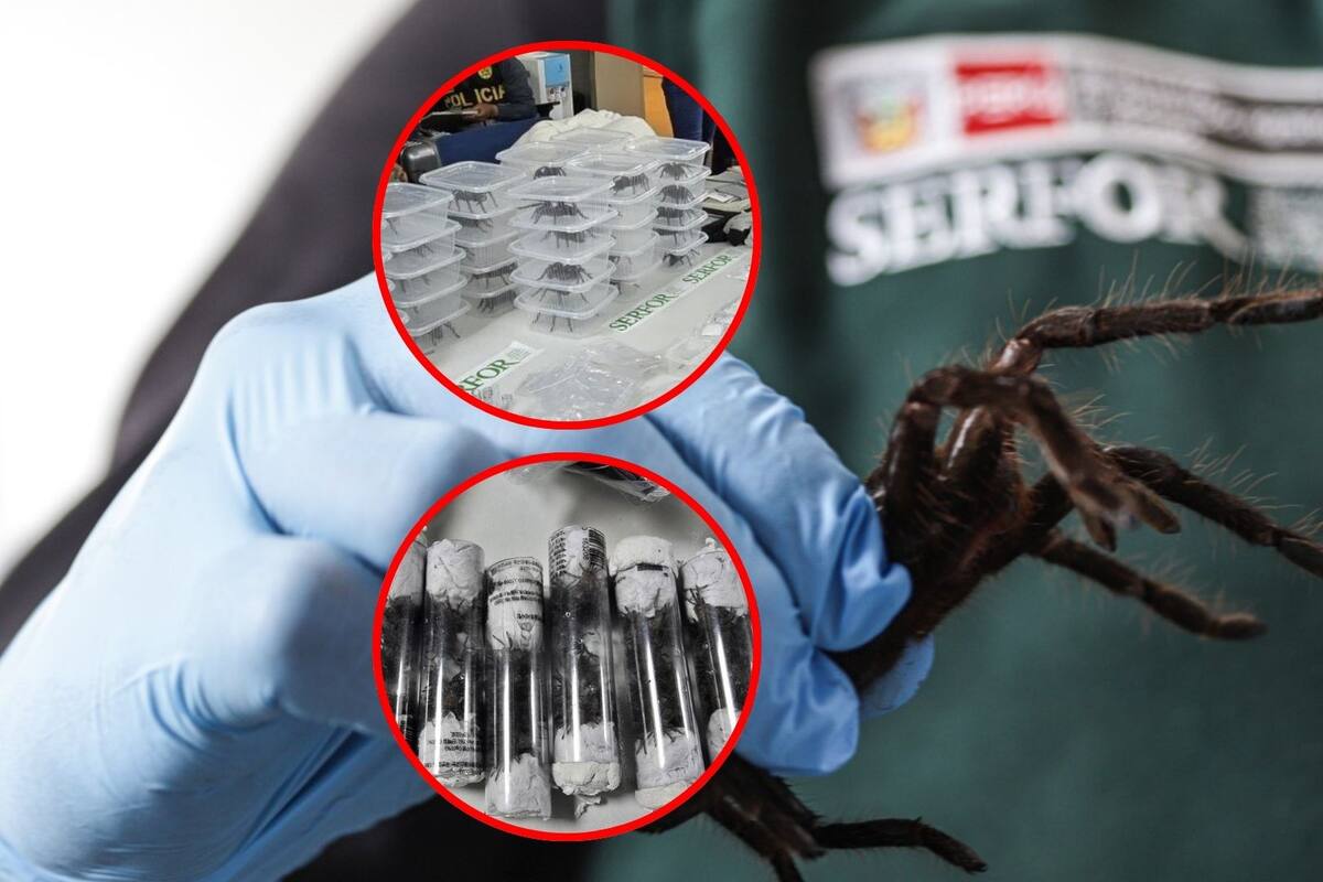 Capturan a hombre en aeropuerto de Perú con 320 tarántulas y otros insectos atados al cuerpo