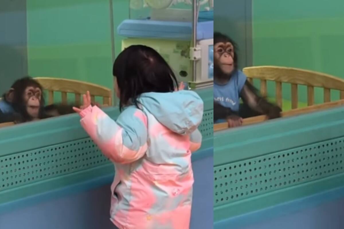 “Unos inusuales compañeros de juego”: Captan a una niña y un mono bebé interactuando de forma tierna y amistosa