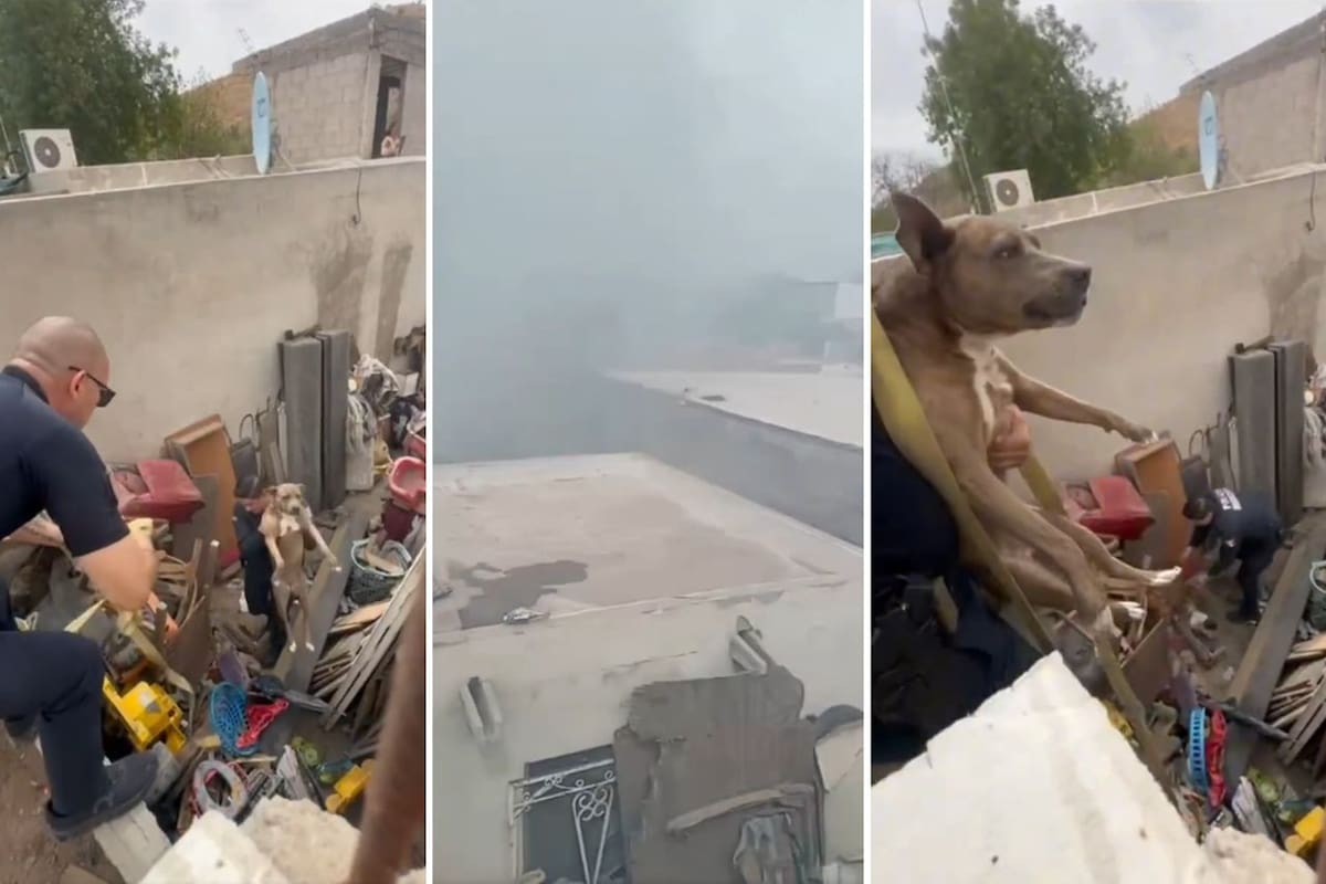 Así fue el emotivo momento en que perritos fueron rescatados de incendio de su vivienda | VIDEO