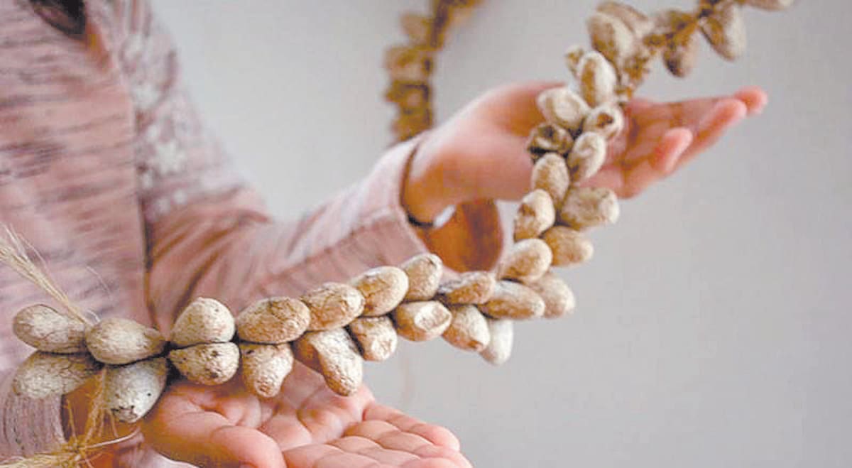 Especialistas se hacen cargo del cuidado de los capullos de la mariposa Cuatro Espejos en el mariposario Baisebolim Toosa de Cócorit. FOTO: MAYRA ECHEVERRÍA