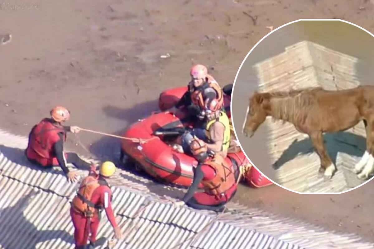 ¿Juan? Rescatan a caballo en techo ante inundaciones en Brasil