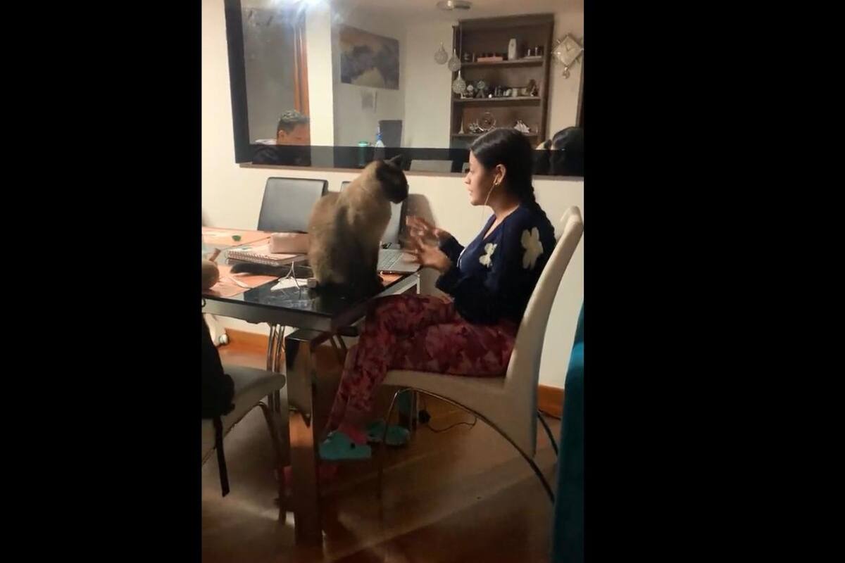VIRAL: Joven se encuentra en exposición y su gatito juega con ella