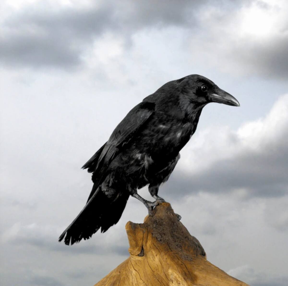 Los cuervos son unas de las aves más enigmáticas que existen.