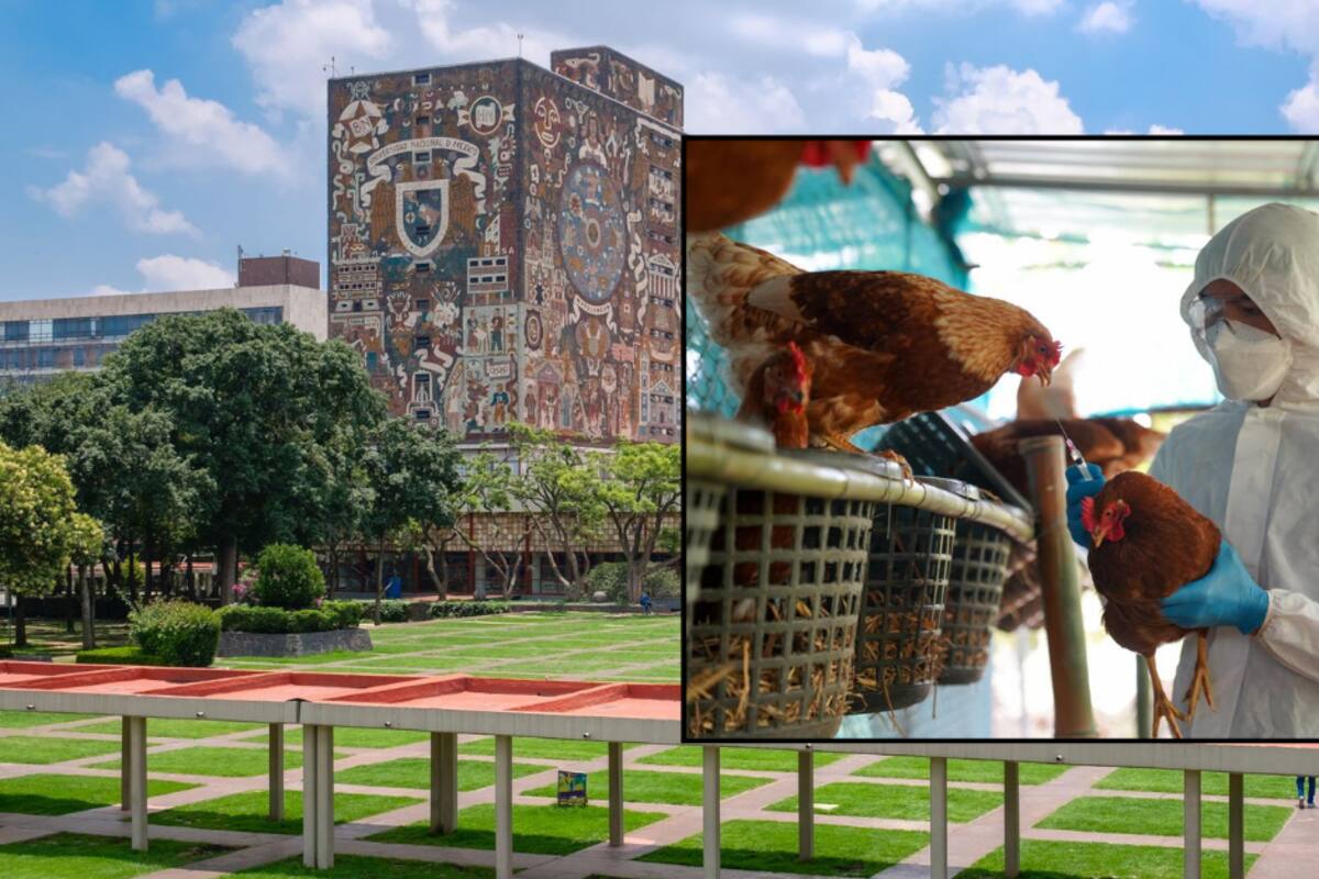 UNAM llama a la vigilancia por influenza H5N1: ¿debería preocuparnos?