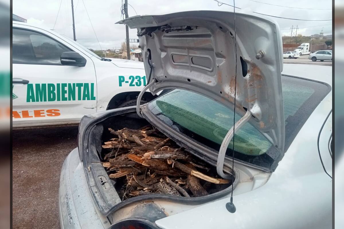 Prohibida tala de árboles y acarreo de leña “muerta” sin permiso en Nogales