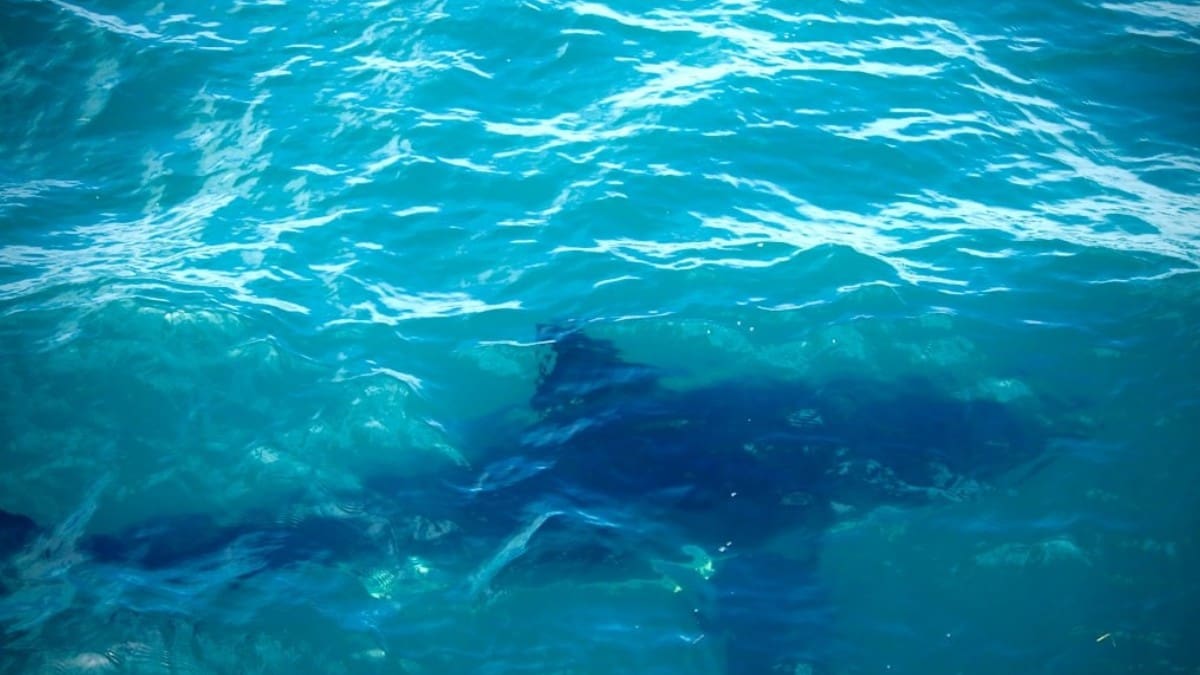Científicos de la Universidad de Delaware colocan sensores satelitales en tiburones para medir la temperatura y salinidad del océano Atlántico y mejorar los pronósticos de intensidad de huracanes que afectan la costa este de Estados Unidos
