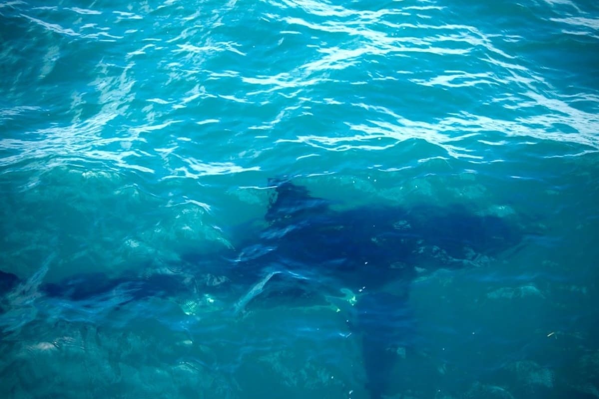 Científicos de la Universidad de Delaware colocan sensores satelitales en tiburones para medir la temperatura y salinidad del océano Atlántico y mejorar los pronósticos de intensidad de huracanes que afectan la costa este de Estados Unidos