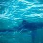 Científicos de la Universidad de Delaware colocan sensores satelitales en tiburones para medir la temperatura y salinidad del océano Atlántico y mejorar los pronósticos de intensidad de huracanes que afectan la costa este de Estados Unidos