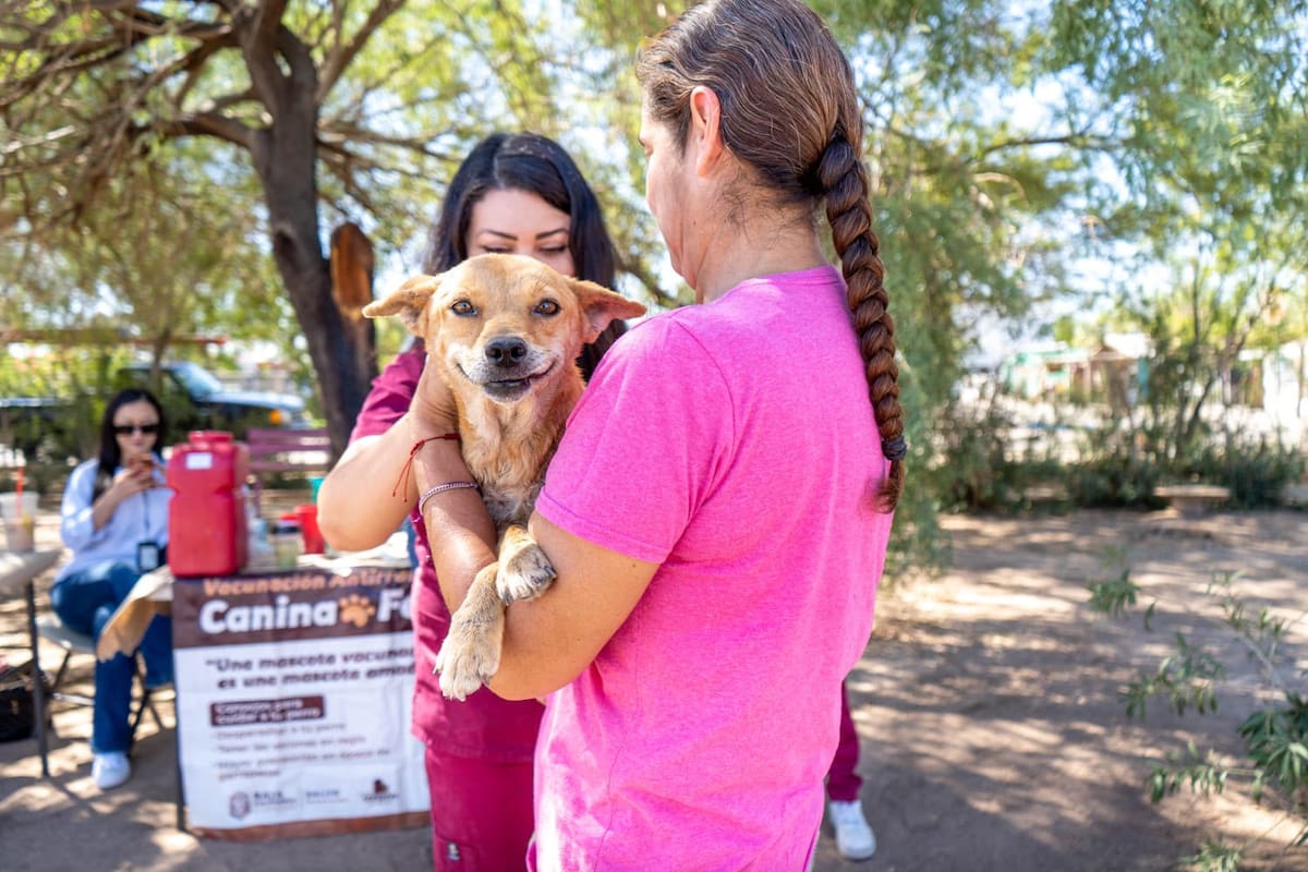 ¿Tu perro o gato ya tiene vacuna antirrábica? Habrá jornada gratuita en Baja California