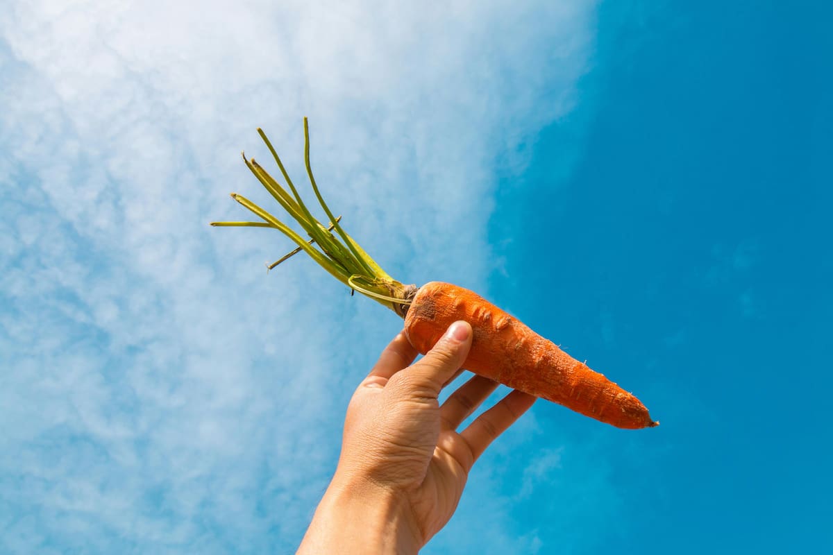 ¿Cuáles son los beneficios de comer Zanahoria?