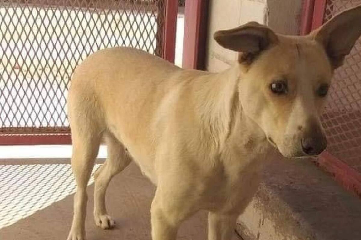 Al alza adopción de mascotas en el puerto de Ensenada