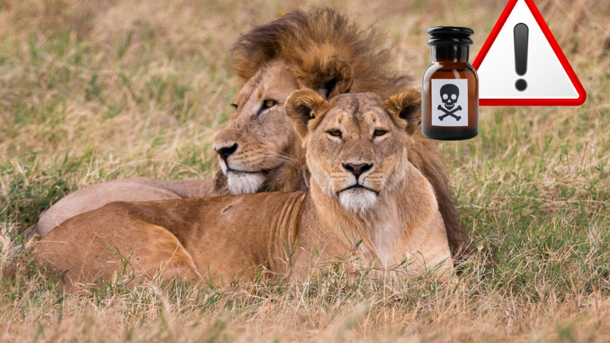 Mueren 10 leones por posible envenenamiento en reserva natural, autoridades buscan determinar qué sustancia provocó sus muertes y quién sería responsable en medio de años de tensiones entre habitantes y organismos de conservación