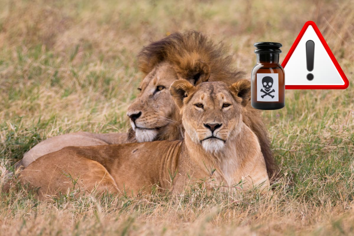 Mueren 10 leones por posible envenenamiento en reserva natural, autoridades buscan determinar qué sustancia provocó sus muertes y quién sería responsable en medio de años de tensiones entre habitantes y organismos de conservación