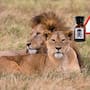 Mueren 10 leones por posible envenenamiento en reserva natural, autoridades buscan determinar qué sustancia provocó sus muertes y quién sería responsable en medio de años de tensiones entre habitantes y organismos de conservación