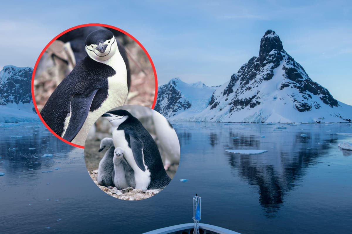 Desde 2011 casi dos tercios de pingüinos desaparecieron de una isla cercana a la Antártida