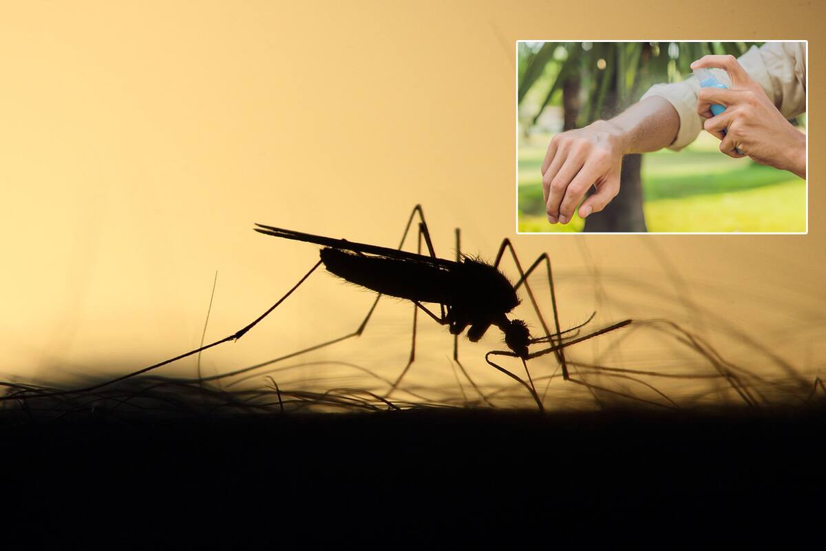 Remedios caseros para repeler a los mosquitos