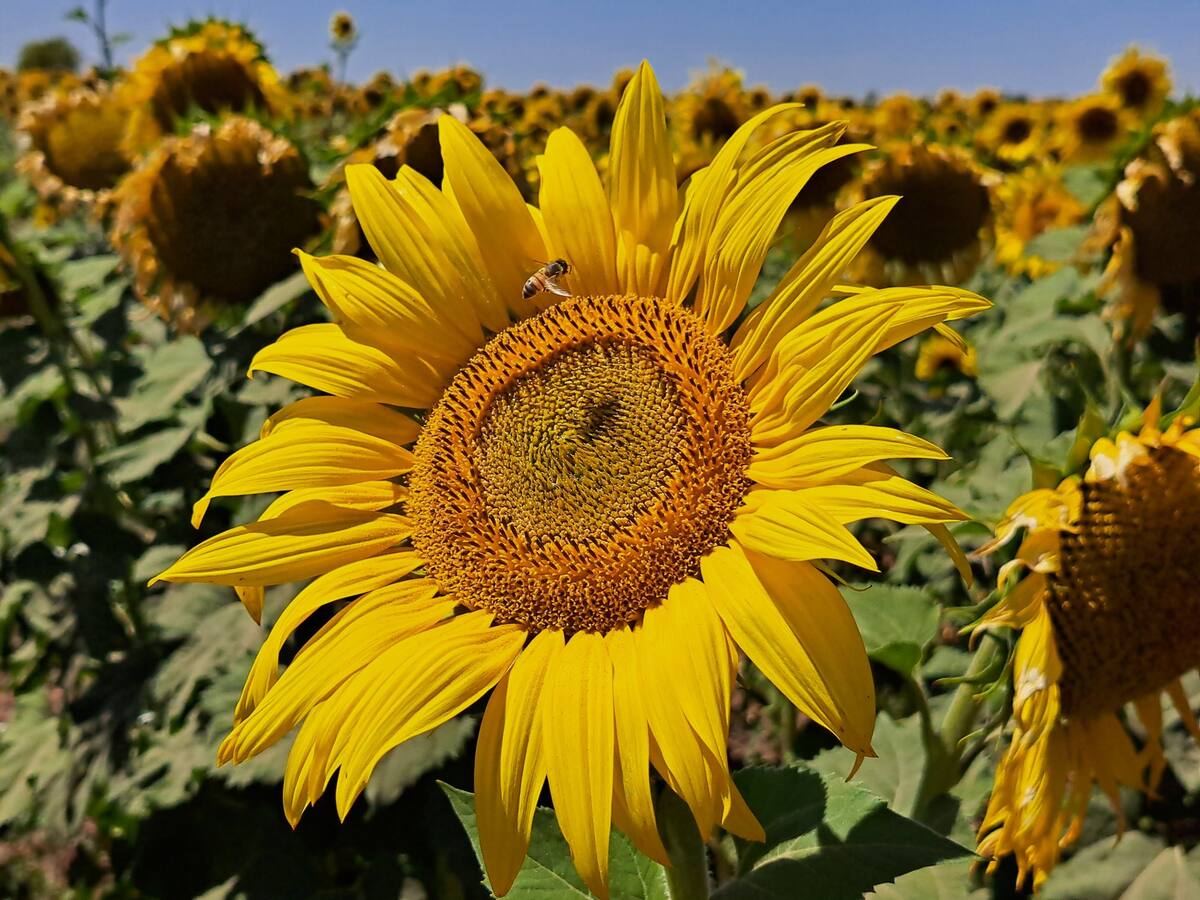 Esta iniciativa representaría una inversión estimada de al menos 80 mil pesos por hectárea / Foto: Especial