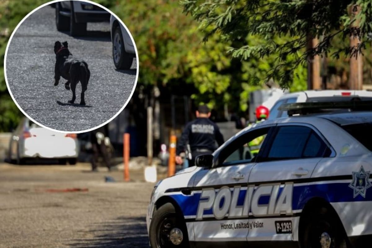 Muere mujer tras ser atacada por una jauría de perros en la colonia Nacozari