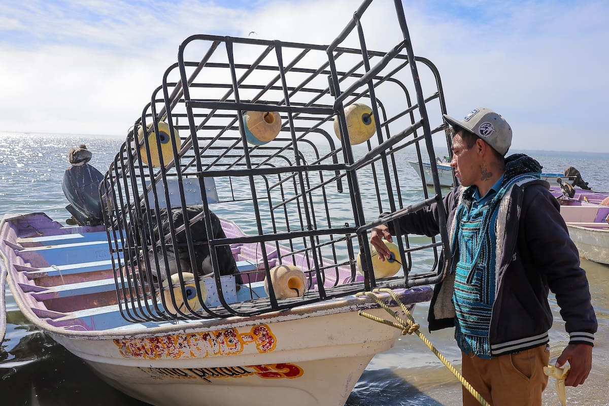 Panguero vigila y se encarga de la “cuerda de vida” mientras su hermano bucea en busca de callo de hacha