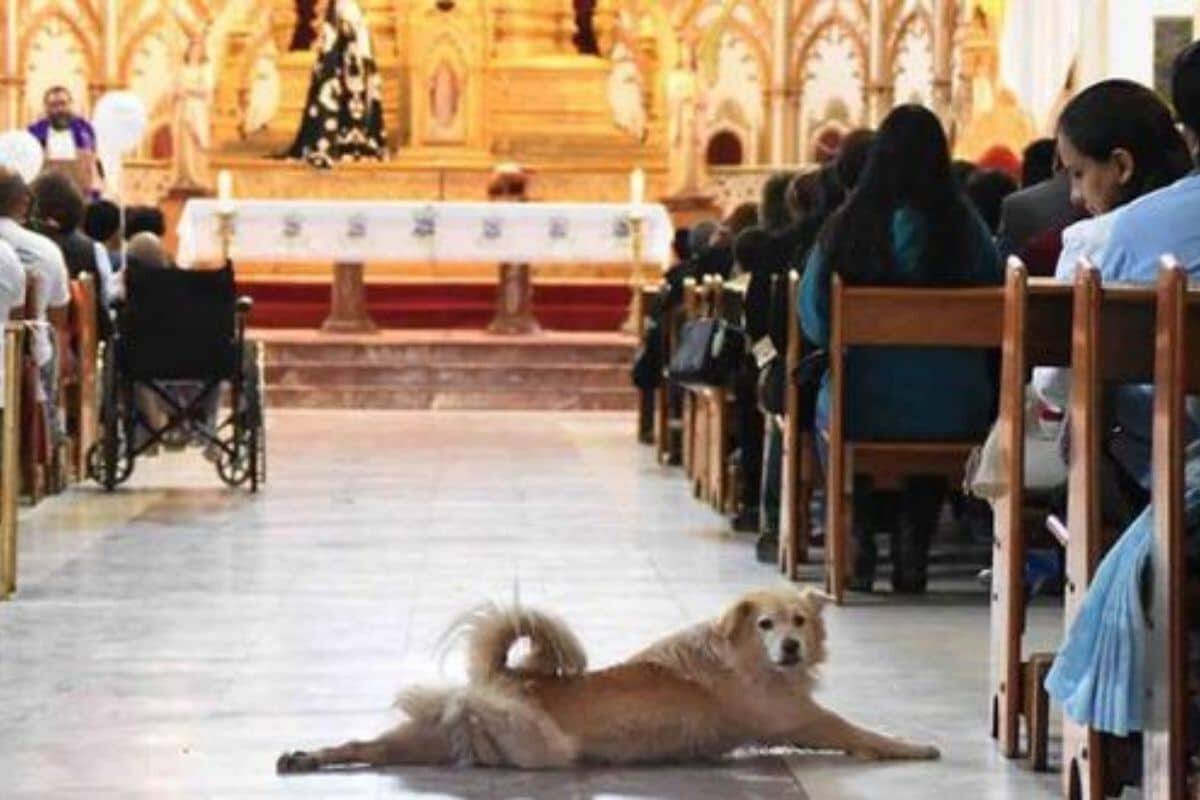 VIDEO: Sacerdote se enoja por llevar perros a misa: “No respetan a Dios”