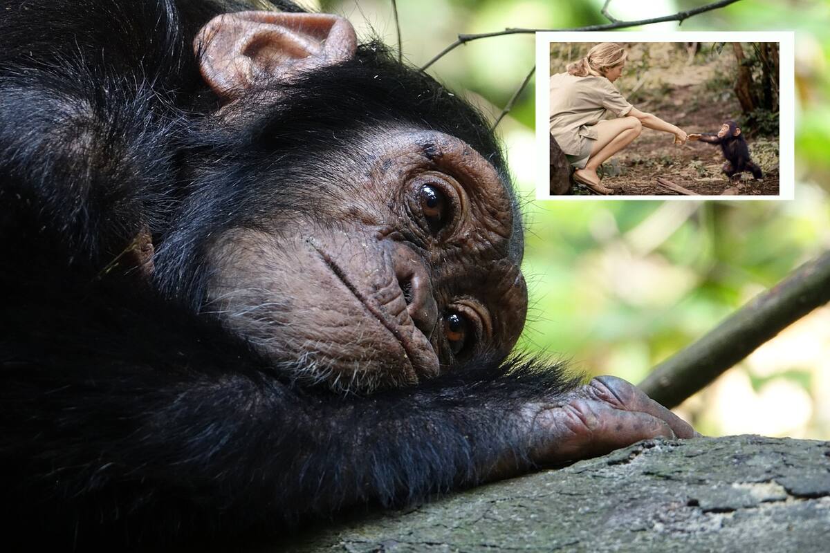 Día Mundial del Chimpancé: ¿Por qué se celebra este día?