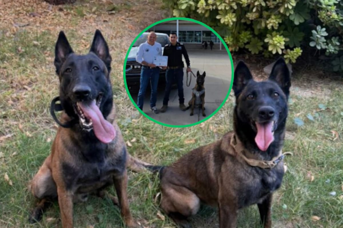 Tres agentes K9 reciben certificación internacional en Ciudad Juárez