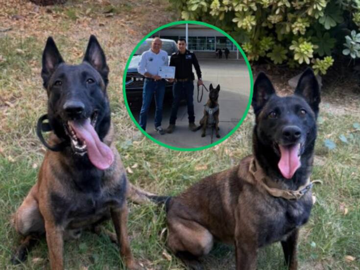 Tres agentes K9 reciben certificación internacional en Ciudad Juárez