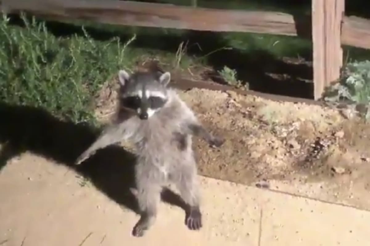 VIDEO: Curiosos mapaches fingen ser estatuas al ser descubiertos