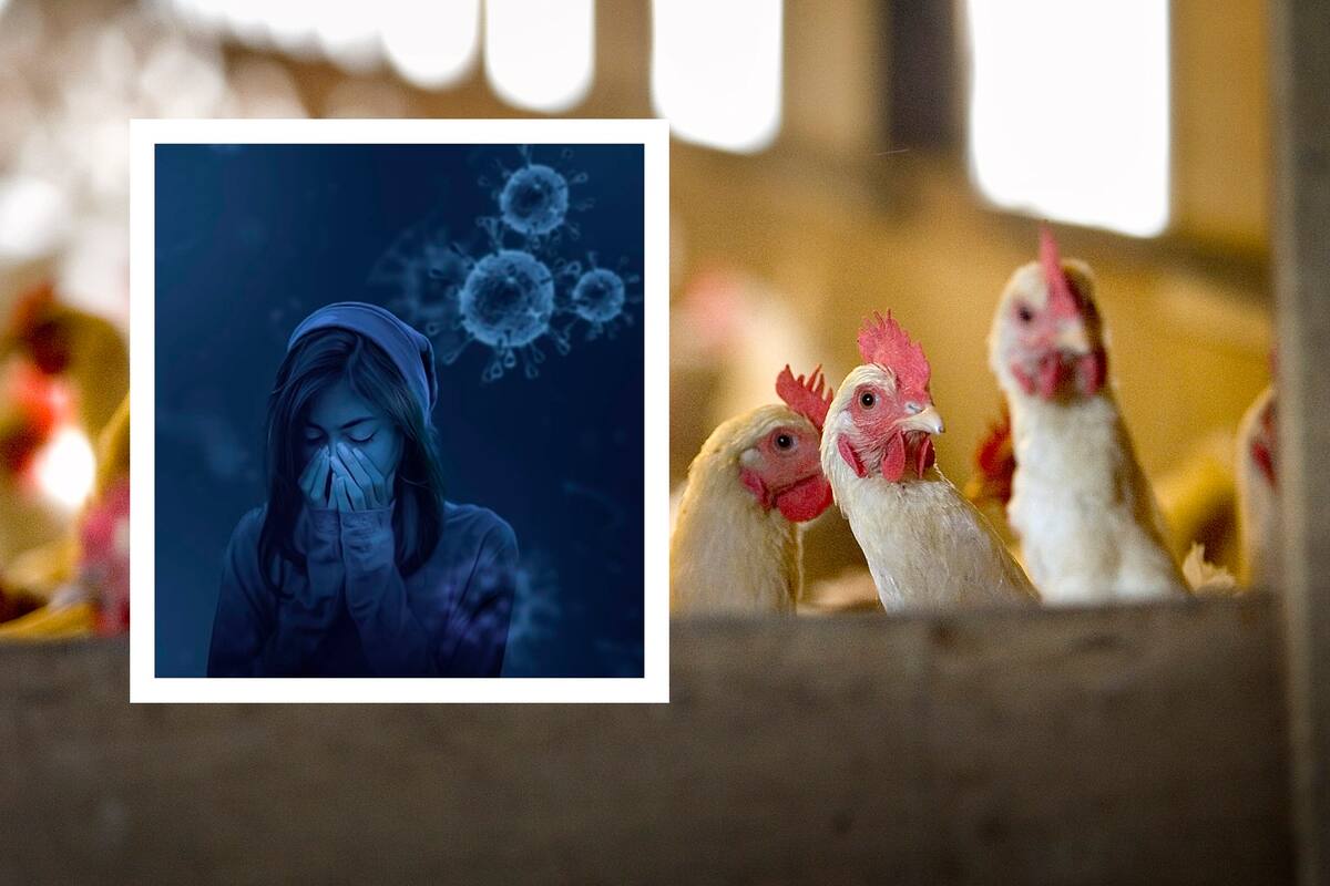 No debe alarmar a Sonora primera muerte en EU por gripe aviar: médico