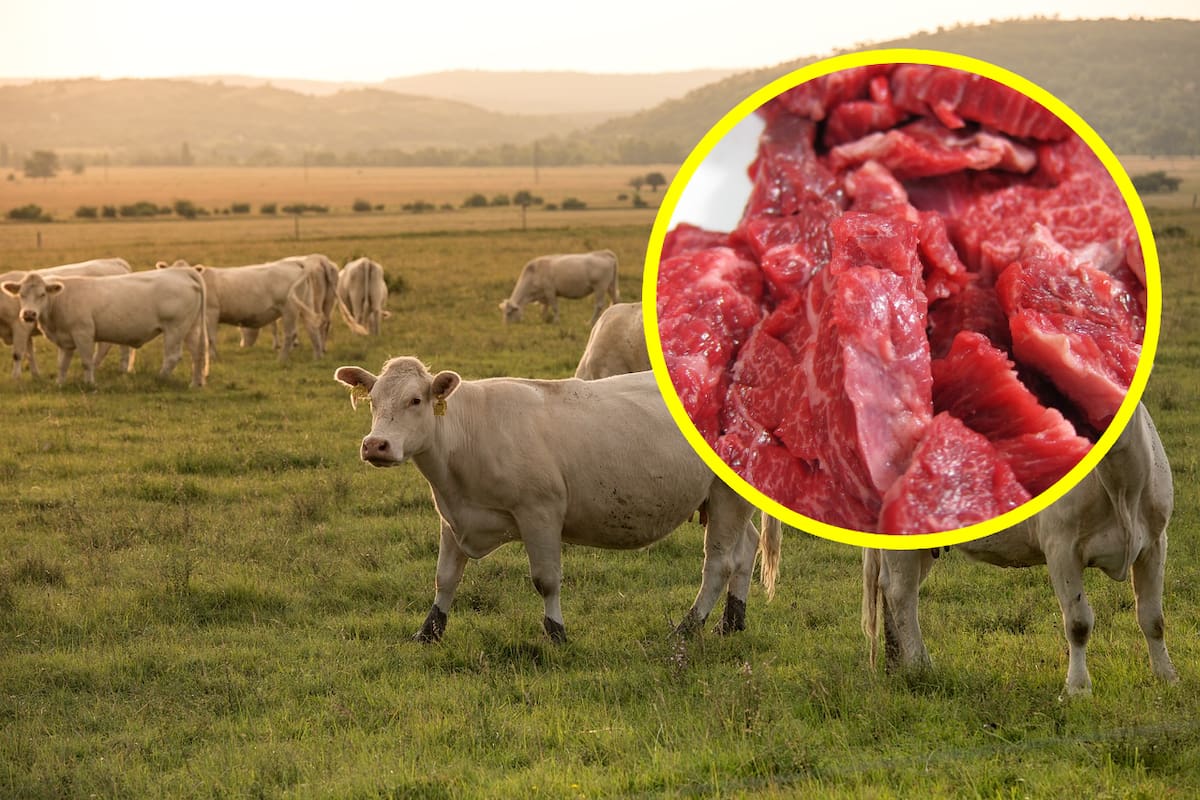 Reportan precios récord de la carne de res en EEUU y señalan que seguirán aumentando