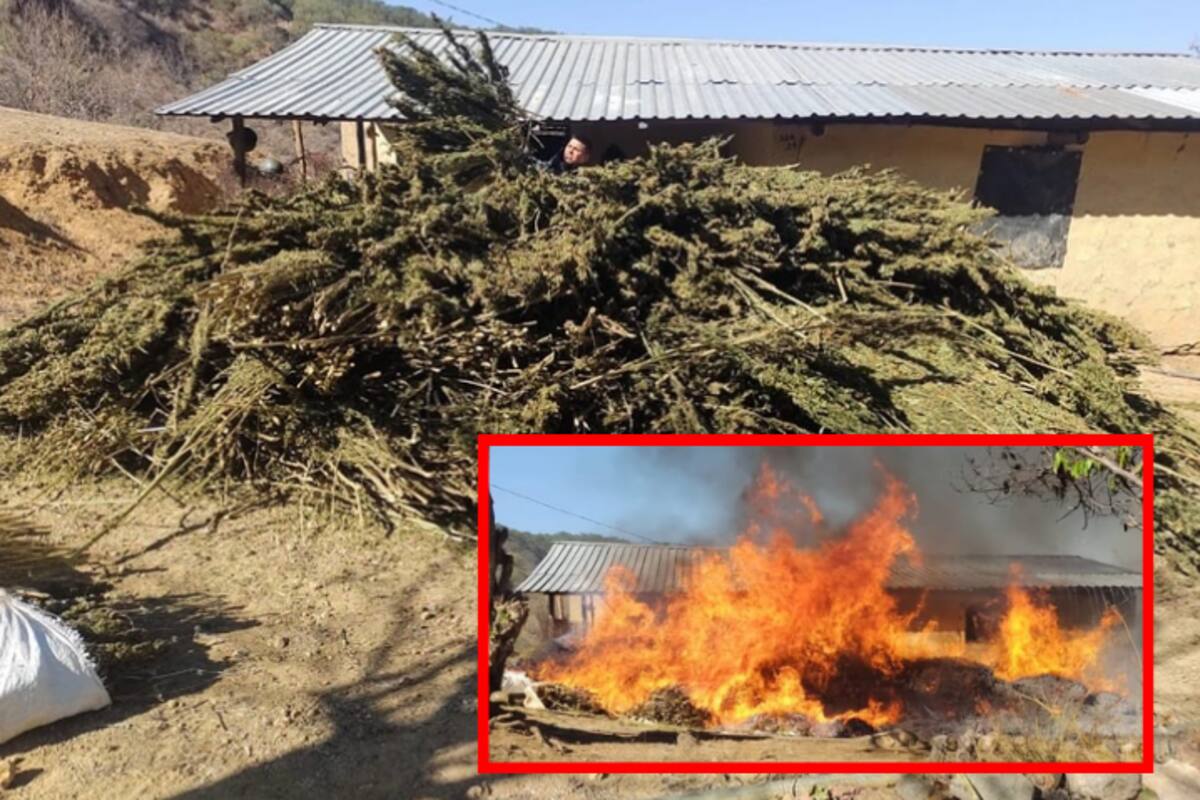 Destruyen “secadero” de droga en Concordia, Sinaloa