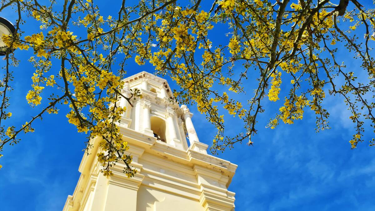 Con la bendición de la palma este domingo dará inicio la Semana Mayor. FOTO: BANCO DIGITAL