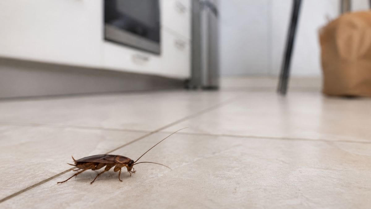 Las cucarachas pueden ingresar a una vivienda aunque esté limpia, ya que buscan agua, refugio y alimento en espacios como cocinas, baños, grietas y drenajes.