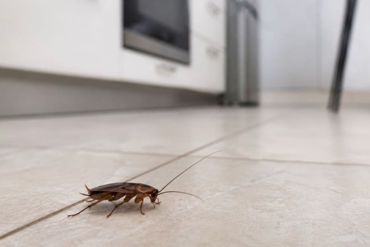 ¿Por qué aparecen cucarachas aunque la casa esté limpia? Estas son las razones más comunes