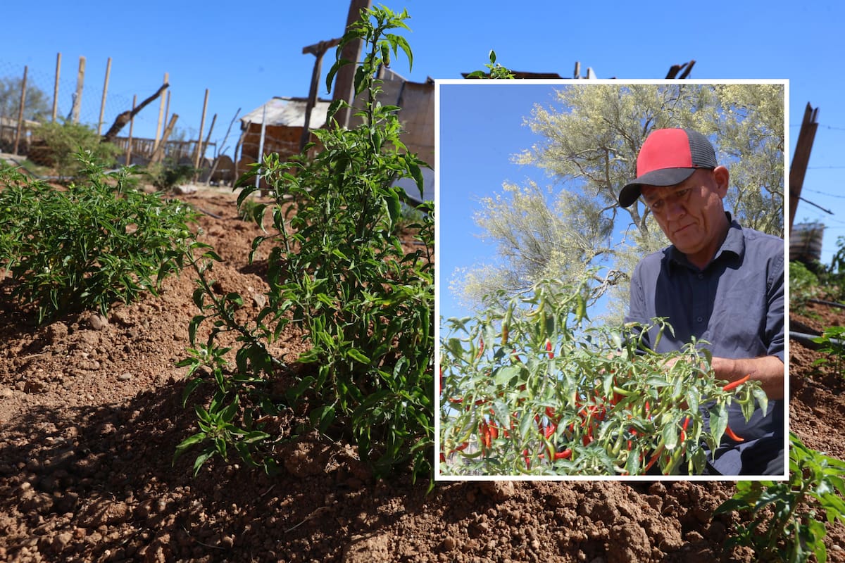 Hasta al chiltepín le dio calor en Hermosillo: la falta de frío permite a Óscar adelantar la cosecha de su mini vivero