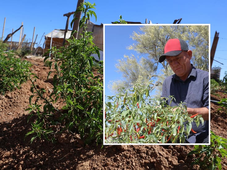 Hasta al chiltepín le dio calor en Hermosillo: la falta de frío permite a Óscar adelantar la cosecha de su mini vivero
