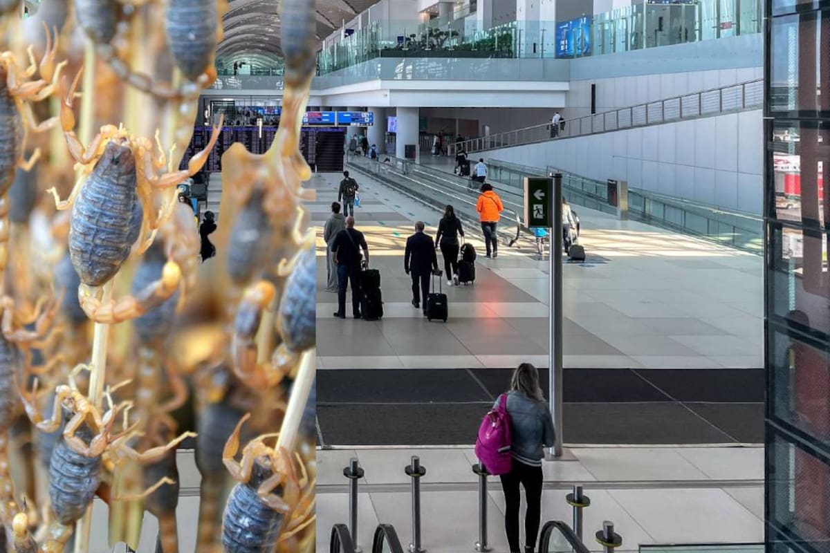 Por qué traficar escorpiones es un delito grave tras el hallazgo de 150 ejemplares en un aeropuerto de Sudáfrica que llevó al arresto de un hombre