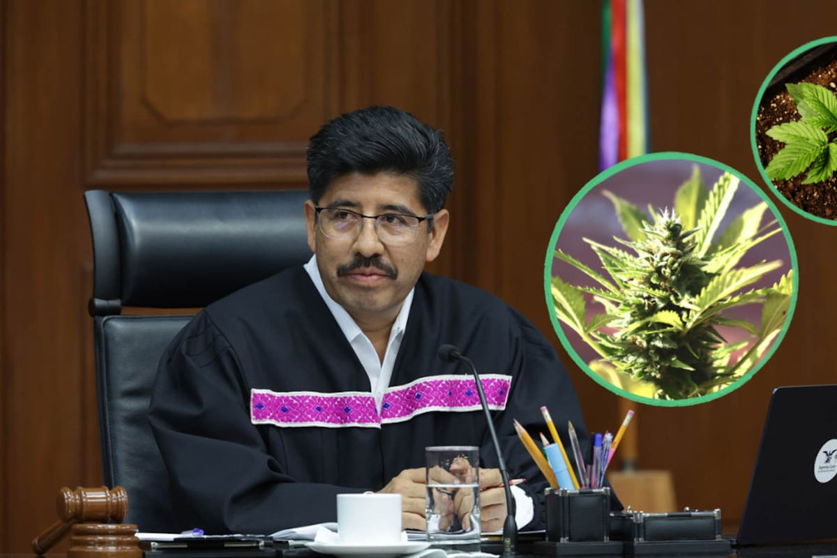 Ya es oficial: la SCJN determinó que una sola autorización sanitaria puede servir para varias personas que busquen el autoconsumo lúdico de cannabis y THC, siempre que todas sean reconocidas expresamente como titulares del permiso