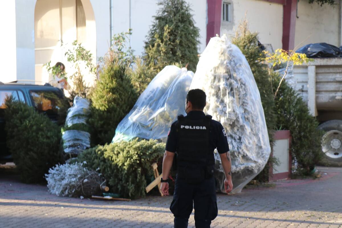 Más de 550 árboles navideños han sido recibidos en los centros de acopio del ayuntamiento de Tijuana