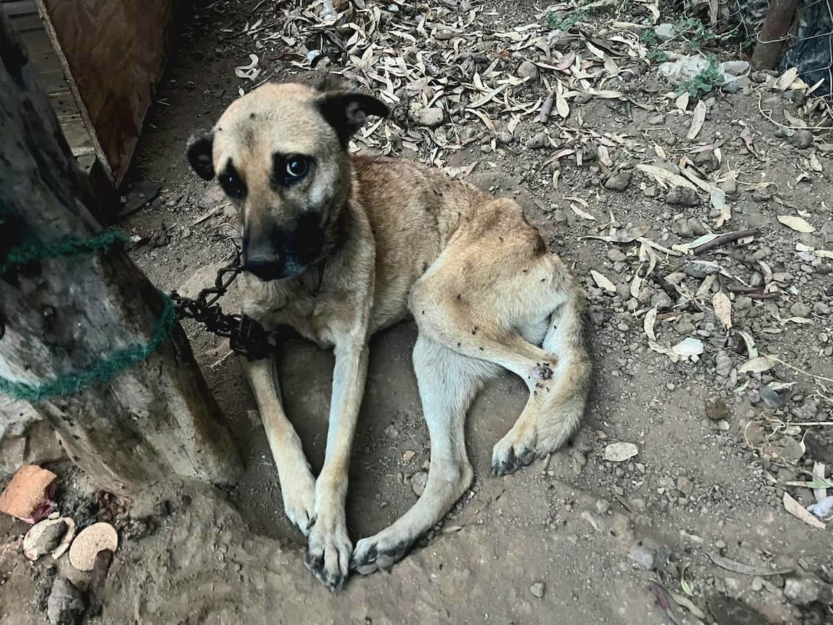 Rescatan a dos perros con signos de desnutrición tras denuncia en Ensenada. Foto: Cortesía