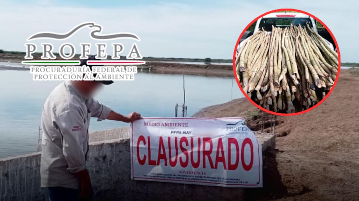 Clausuran granja camaronícola en Reserva de la Biosfera de Nayarit y aseguran madera de mangle en Tuxpan
