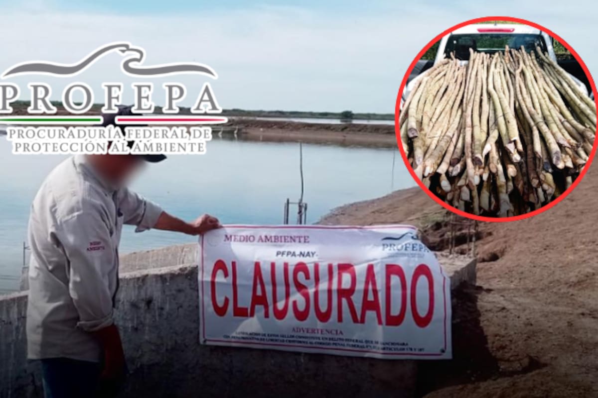 Clausuran granja camaronícola en Reserva de la Biosfera de Nayarit y aseguran madera de mangle en Tuxpan