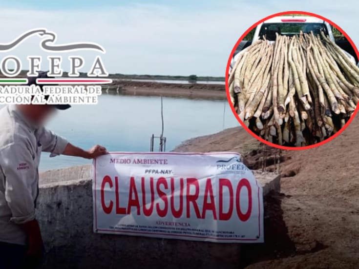 Clausuran granja camaronícola en Reserva de la Biosfera de Nayarit y aseguran madera de mangle en Tuxpan