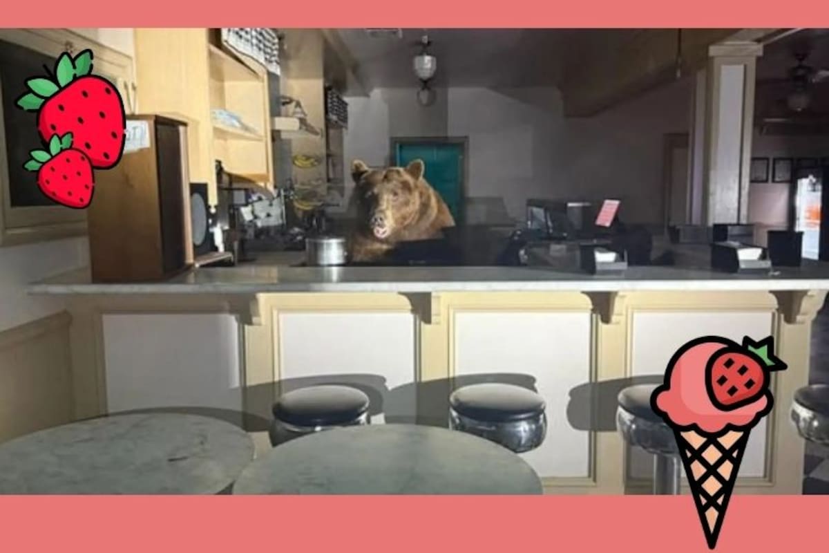 ¡Oso goloso! Helado de fresa causa conmoción en Tahoe
