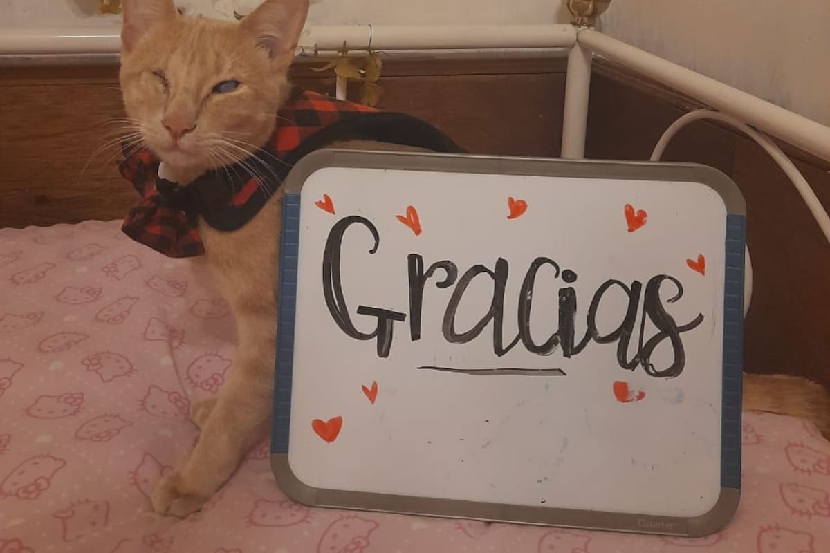 ¡Logran cometido! Recaudan lo suficiente para salvar la vista del gatito Antonio